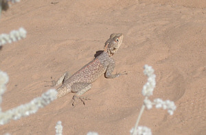 lizard