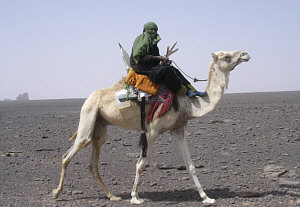 Camel Trek in Tadrart
